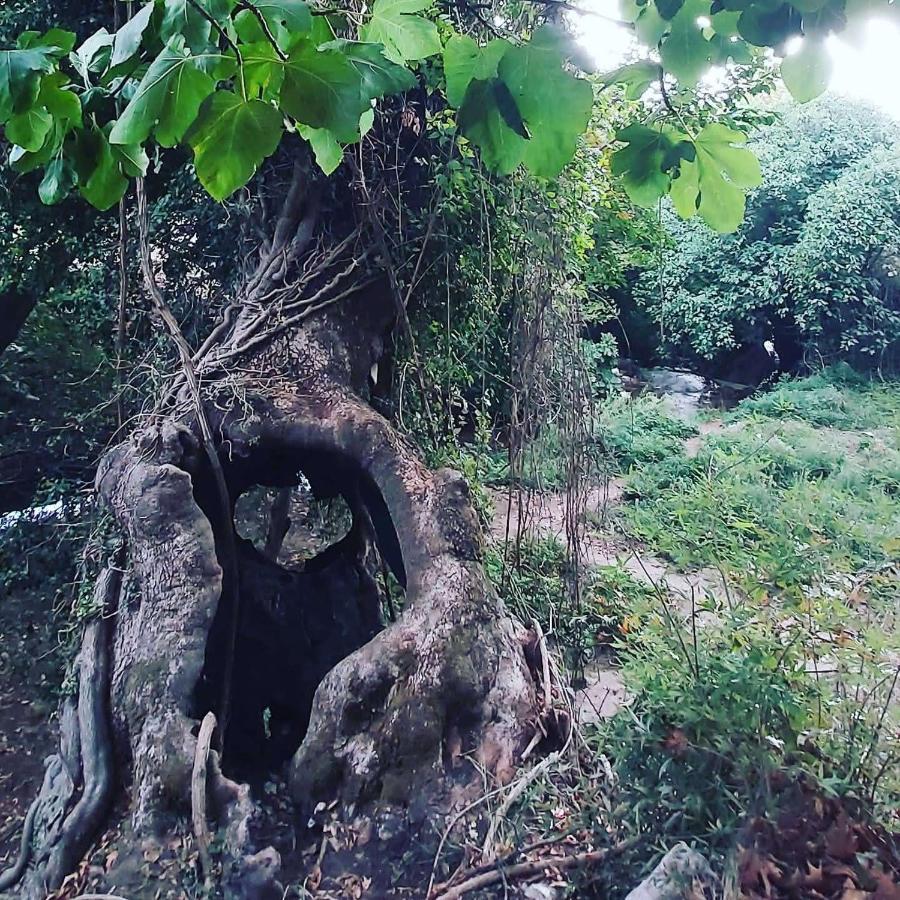 Villa Maria Tsomou Theologos  Esterno foto